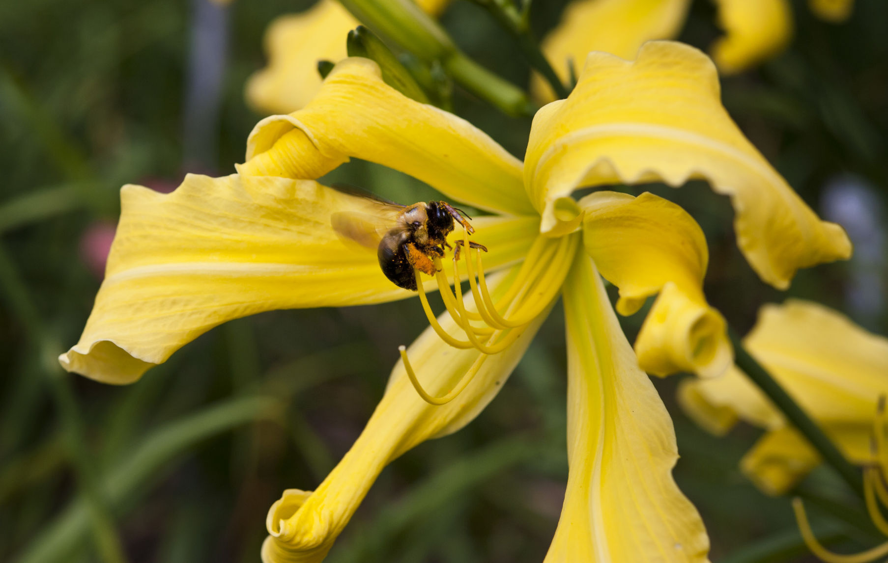 Davis Boxwood & Daylily Nursery